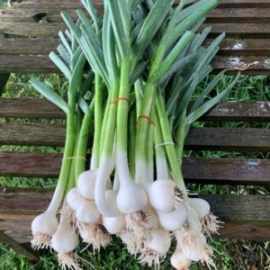 Braemar Hills Green Garlic Bundle